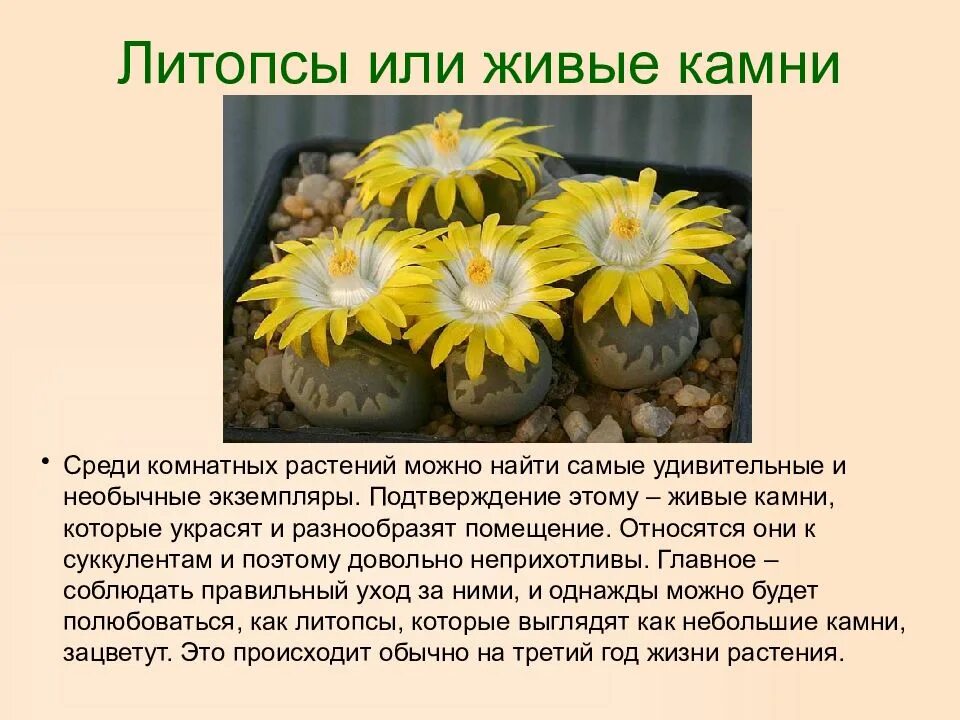 Сообщения о самом самом растении. Интересные факты о необычных растениях. необычные растения информация. необычное растение доклад. сообщение об интересном растении.