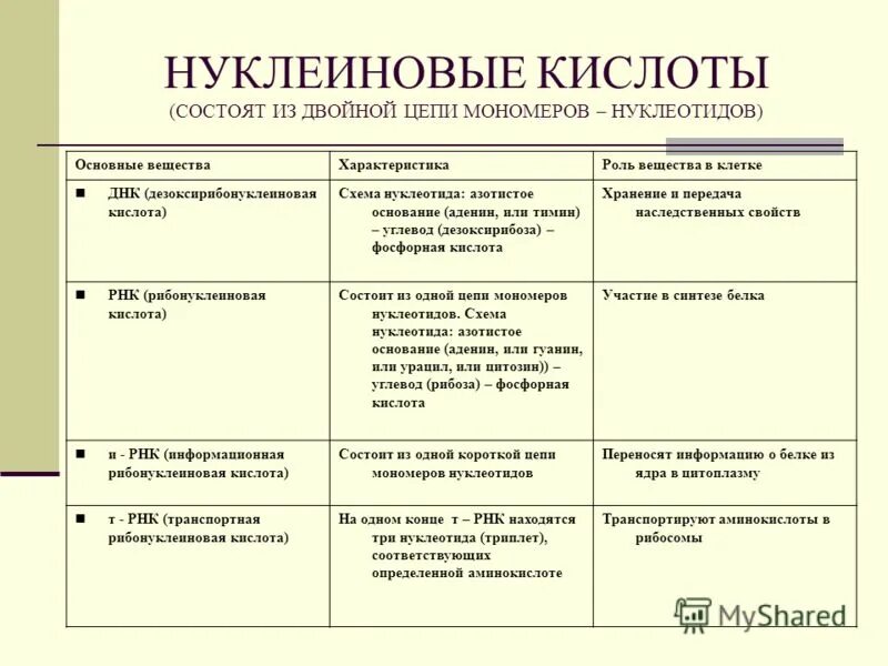 Строение и функции нуклеиновых