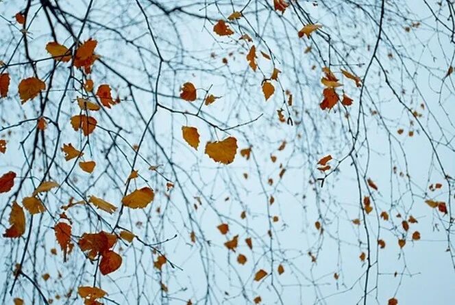 Падал березовый лист. Опавшие листья березы. ветка берёзы с опавшими листьями. береза осенью опавшие листья. поредела на березах листва.