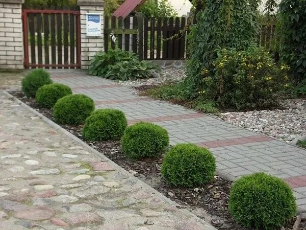 композиция из туи брабант, туи даника, можжевельник андорра компакт: 10 тыс изоб