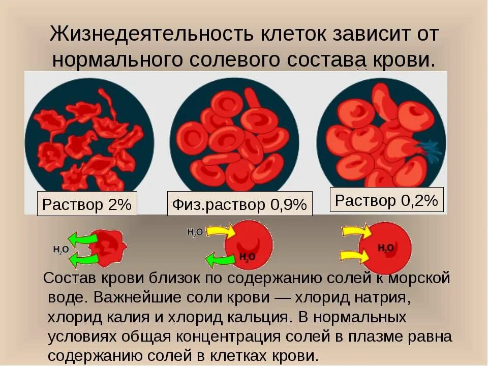 Состав крови. Кровь биология. Концентрация солей в плазме крови. Концентрация хлоридов в плазме крови. Эритроциты в растворе хлорида натрия