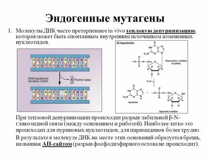 Модификация днк