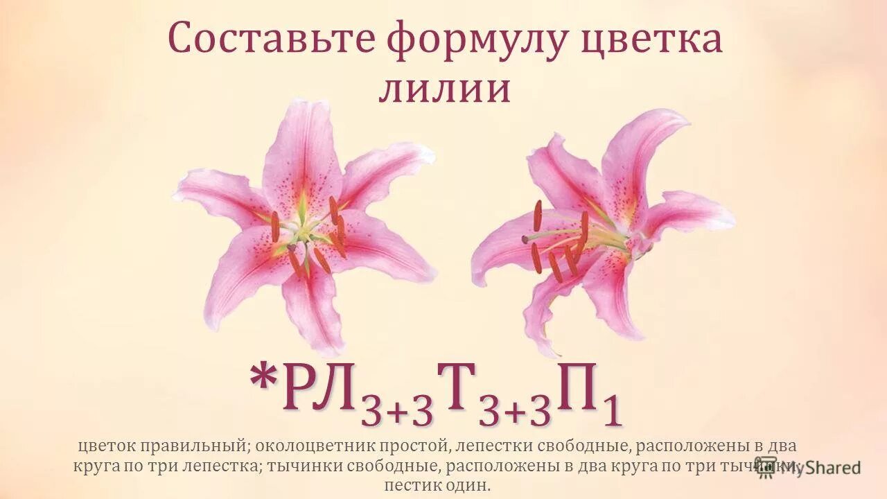 Формула цветка лилейных растений. Однодольные семейство лилейные формула цветка. Формула цветка лилейных 7 класс. Формула цветка лилейных 7 класс. Формула лилии 6 класс биология.
