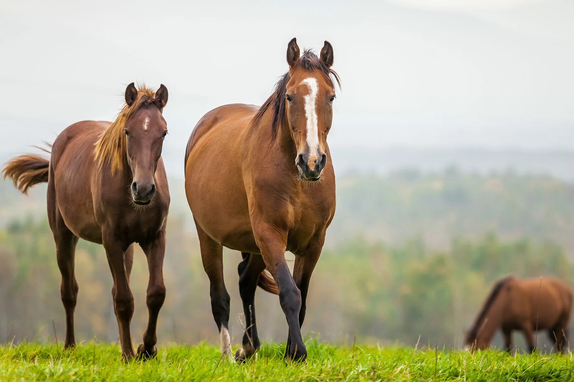 Музыка horses. Звук лошади. Дикие лошади звук. Звук кобыла. Лошадка со звуком.