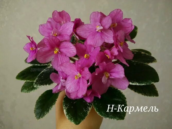 Фиалка сорт н. Фиалка н кармель. н кармель фиалка фото. н карамель фиалка фото.