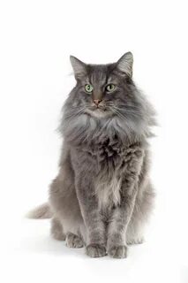 Серый кот на белом фоне