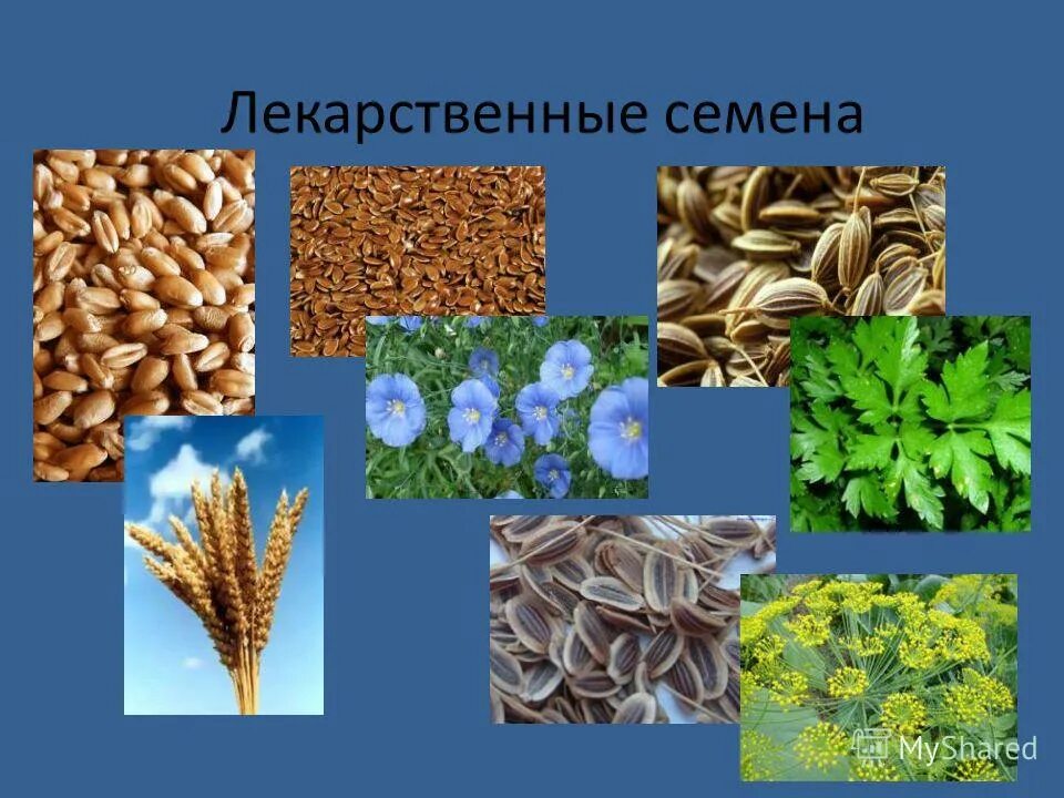 лекарственные семена. семя лекарственных растений. семена лекарственный огород гавриш. крушина семена. семена лекарственных растений.