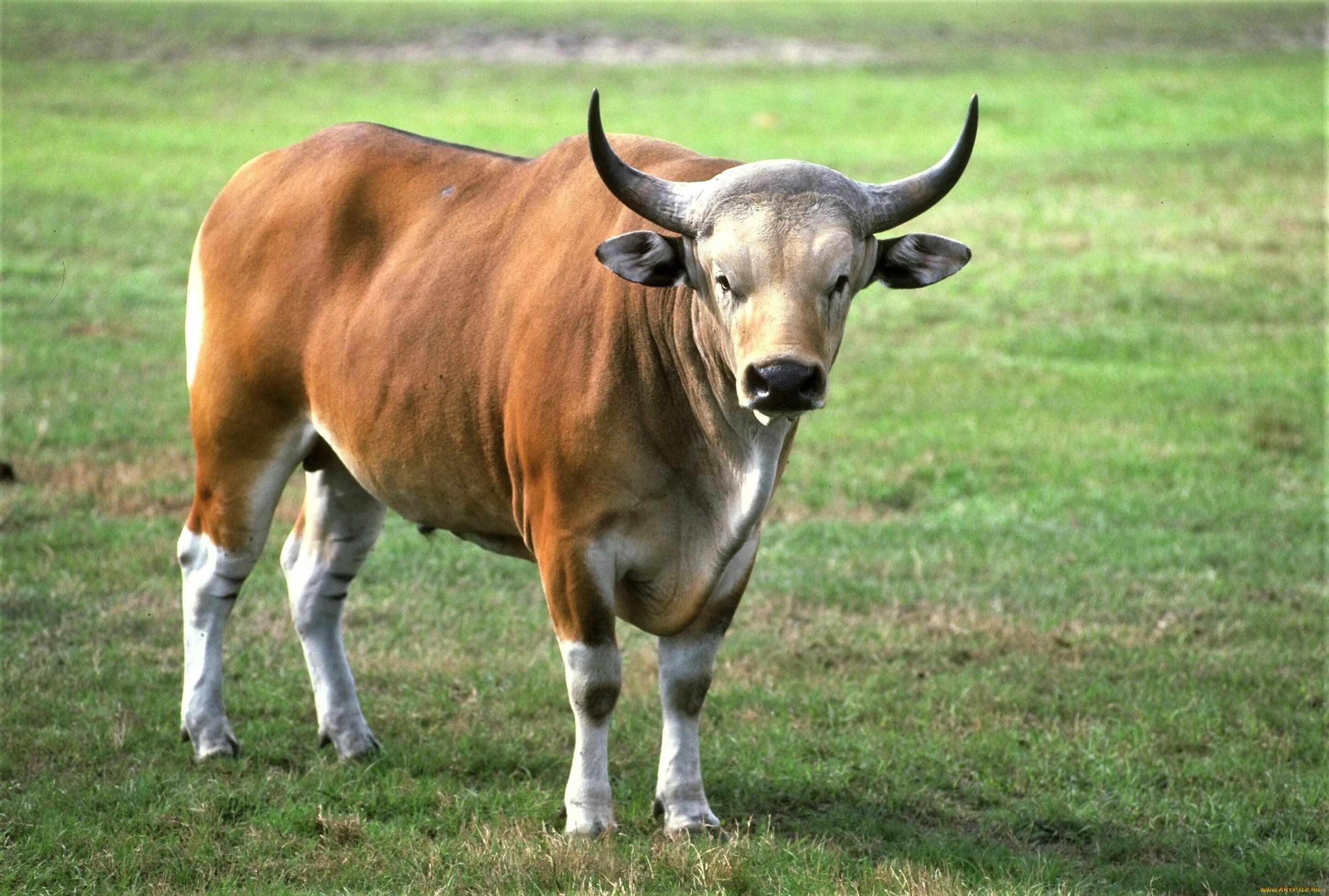 Бык б. Бантенг бык. бантенг бык фото. домашний бык.