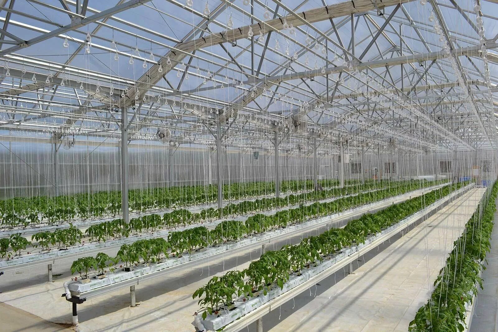 Modern Greenhouse гидропоника. Green House гидропоника. Тепличное хозяйство armtomat Армения. Rz sera action