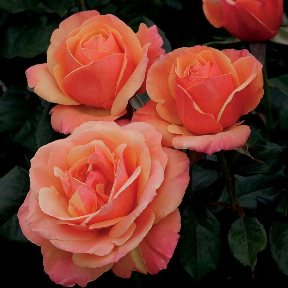 саженцы роз королев. саженцы роз королев. Queen elizabeth куин элизабет роза. саженцы роз почтой. саженцы роз королев.