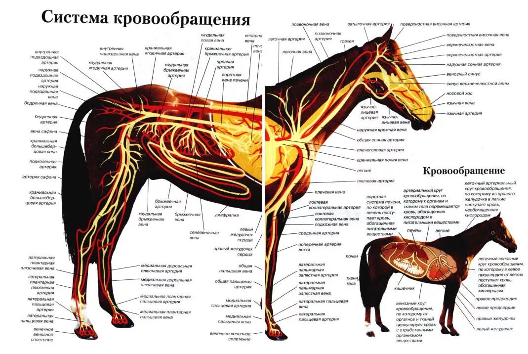 Сердечно сосудистая система животных. Кровеносная система коровы анатомия. кровеносная система лошади анатомия. сердечно-сосудистая система лошади. кровеносная и лимфатическая система лошади.