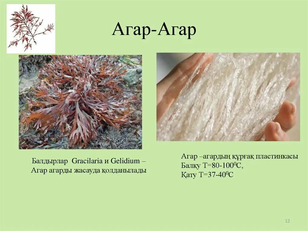Агар агар что такое и для чего. Агар агар водоросли. порфира агар агар. красные водоросли для агара. водоросли из которых добывают агар-агар.