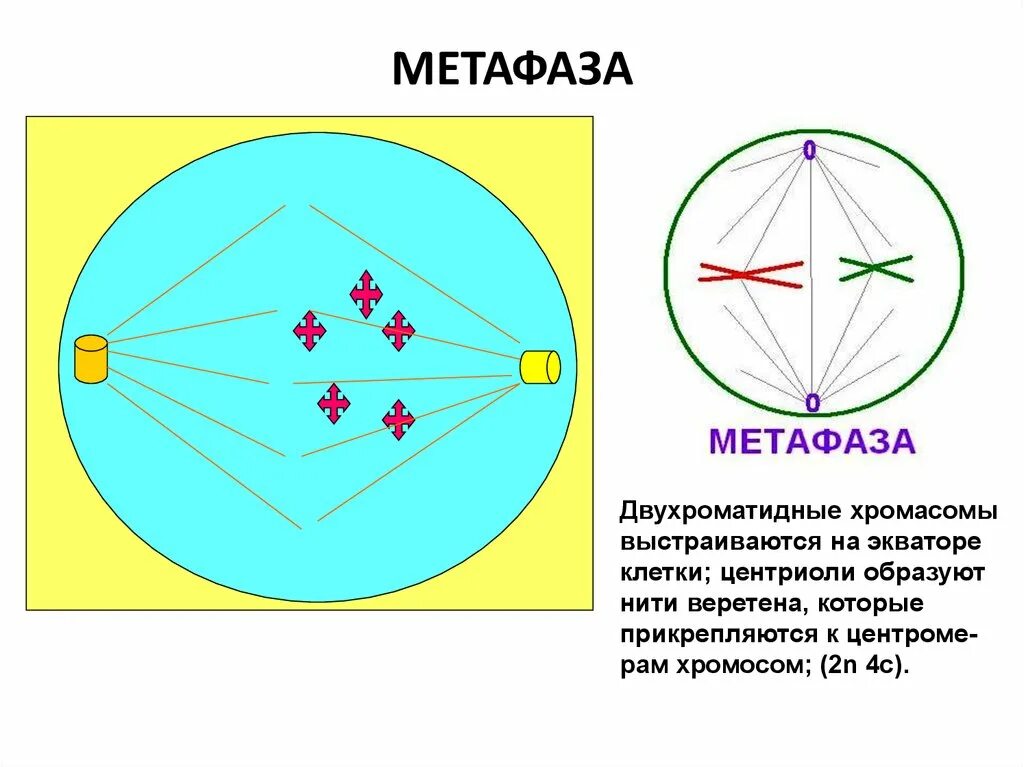 Метафаза митоза строение. Этапы метафазы. Метафаза схема. Метафаза рисунок.