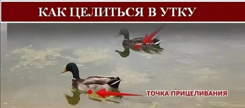 Как разобрать утку правильно Отличия между уткой и гусями полезная информация и советы Утки Саввушкин Двор