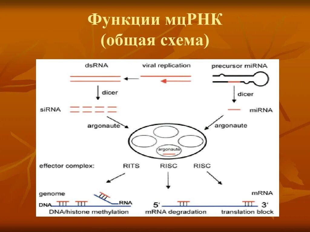 Малые цитоплазматические РНК. Малая цитоплазматическая РНК. МЦРНК. Малые цитоплазматические РНК (МЦРНК).