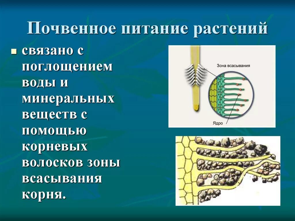 Почвенное питание растений. Биология 6 класс минеральное питание (почвенное ) питание растений. Почвенное питание растений 6. Схема питания растений.