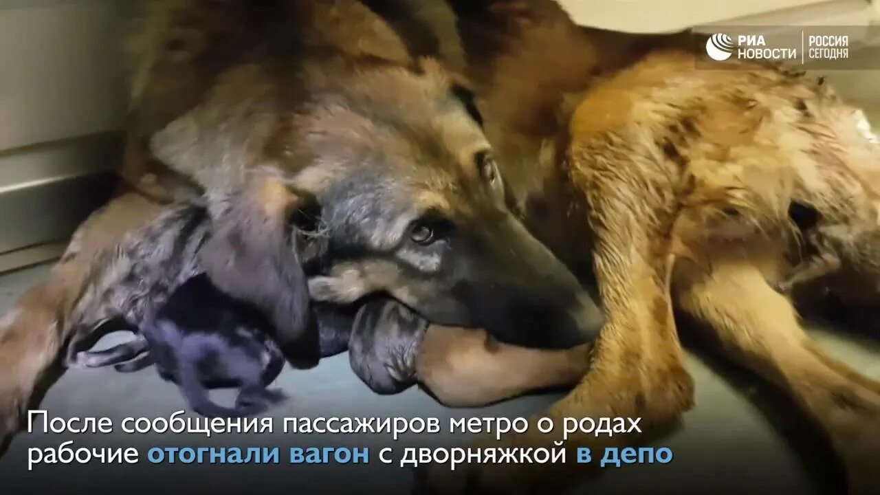Девушка из эстонии родила от собаки. Бездомная собака родила. собака родила человеческого детеныша. собака родила щенков в метро.