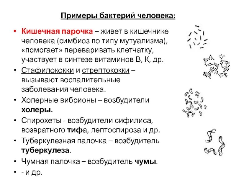 Тип взаимоотношений между человеком и кишечной микробиотой