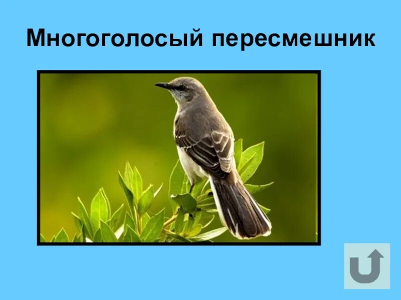 Программа пересмешник. Многоголосый пересмешник. многоголосая пересмешка. органы пересмешник. пересмешник символ чего.