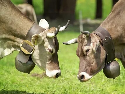 Cow bell