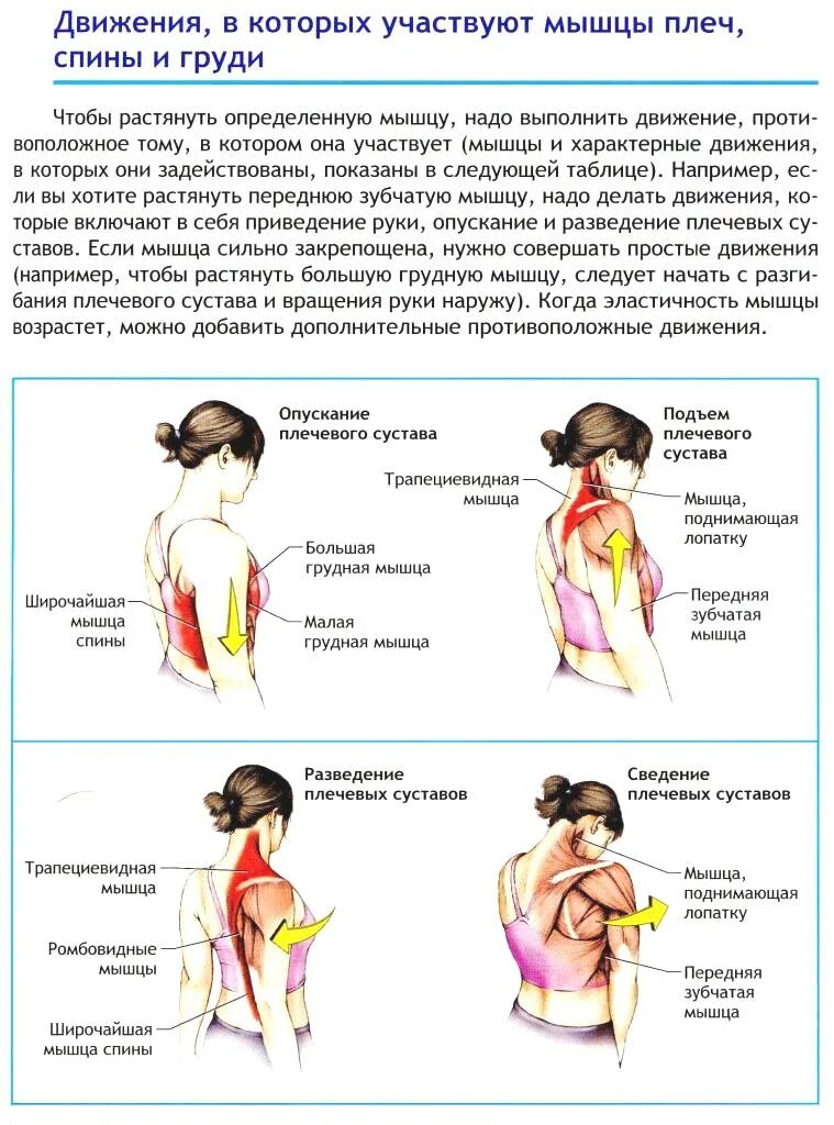 Болит правая лопатка и отдает в руку. Движения в плечевом суставе мышцы. Мышцы участвующие в движении плечевого сустава. Мышцы производящие движения в плечевом суставе.
