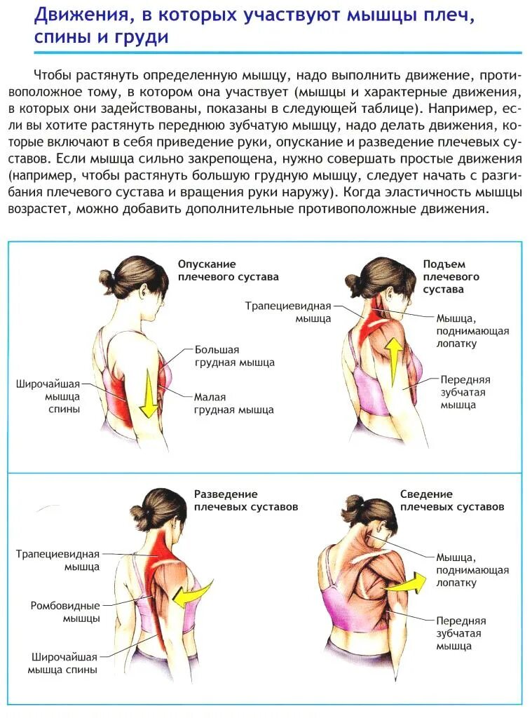 Почему противоположные движения выполняют разные мышцы. Мышцы производящие движения в плечевом суставе. мышцы производящие движения в суставах плечевого пояса. вращение плечевого сустава мышцы. мышцы участвующие в движении плечевого сустава.