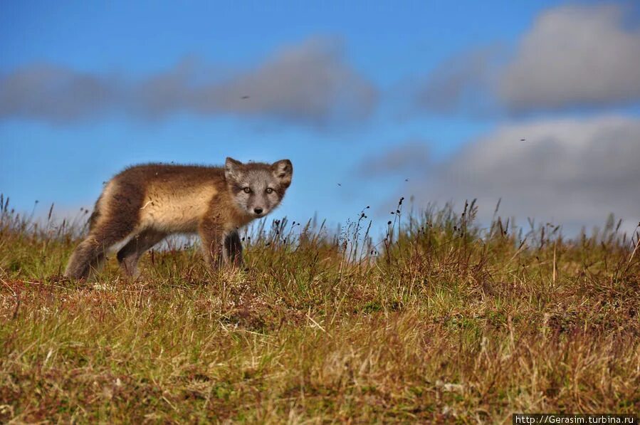 животный мир янао