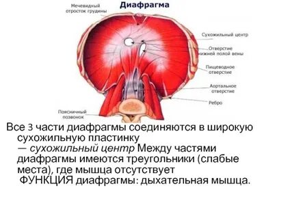 Центр диафрагмы