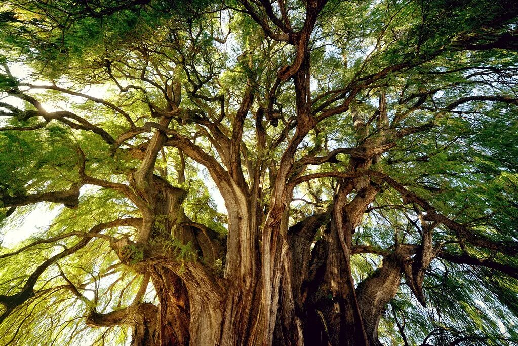 Дерево ис. Таксодиум мексиканский дерево Туле. Кипарис Туле Мексика. Арбол де Тул Мексика. Дерево «Арбол-де-Тул».