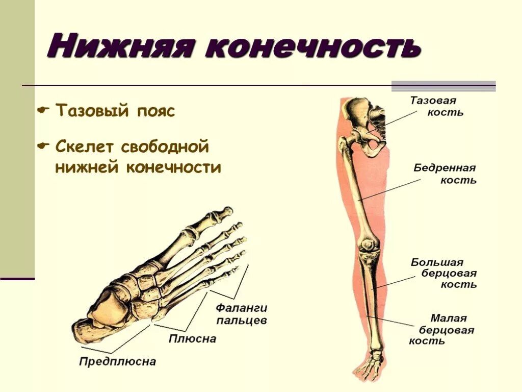 Кости составляющие скелет свободной нижней конечности. Кости скелета свободной нижней конечности человека. Строение скелета нижней конечности анатомия. Строение скелета пояс нижних конечностей свободной. 7 скелет конечностей