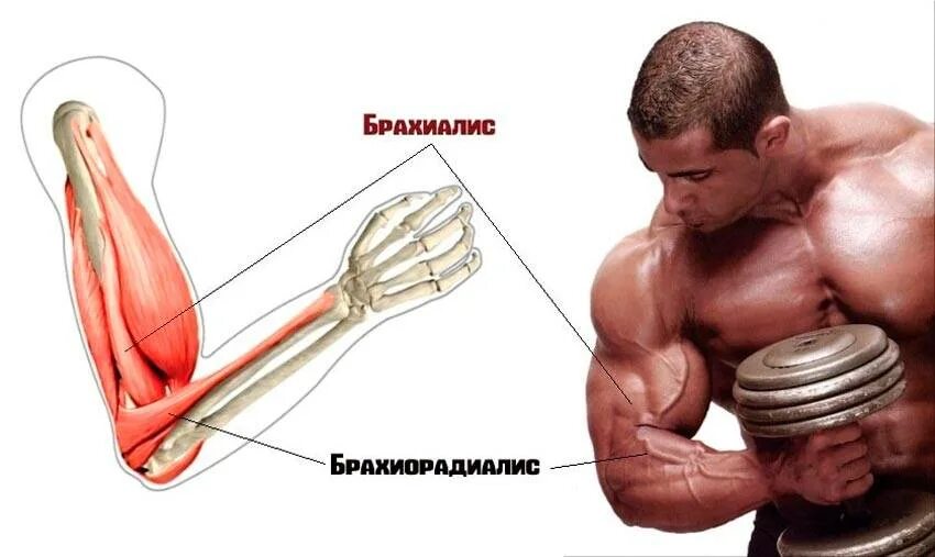 К чему крепится бицепс. Бронхалис мышца. Плечевая мышца брахиалис анатомия. Брахиалис мышца упражнения. Бицепс трицепс брахиалис.