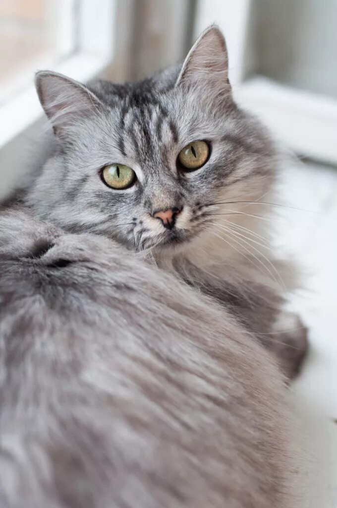 Кошки бело серого окраса. Нибелунг 4 месяца. Сибирский кот серый. Сибирская кошка дымчатая. Сибирская дымчатая длинношерстная.