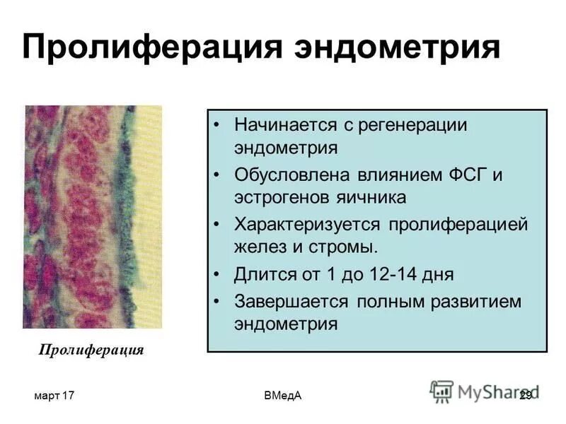 Поздняя фаза пролиферации эндометрия