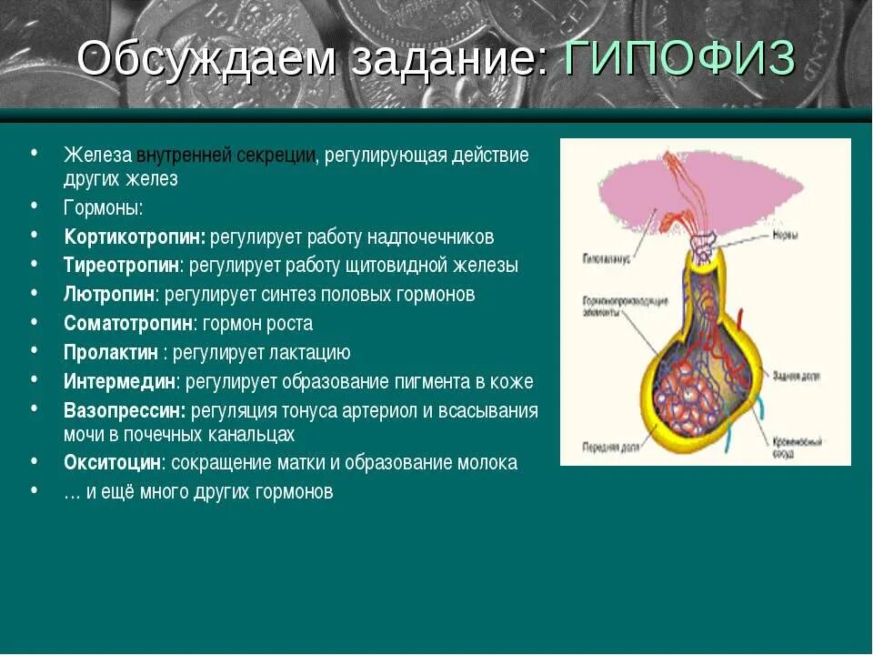 Раскройте роль гормонов в обмене веществ росте