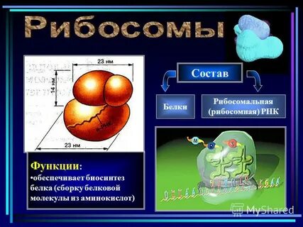 Сборка молекул белка