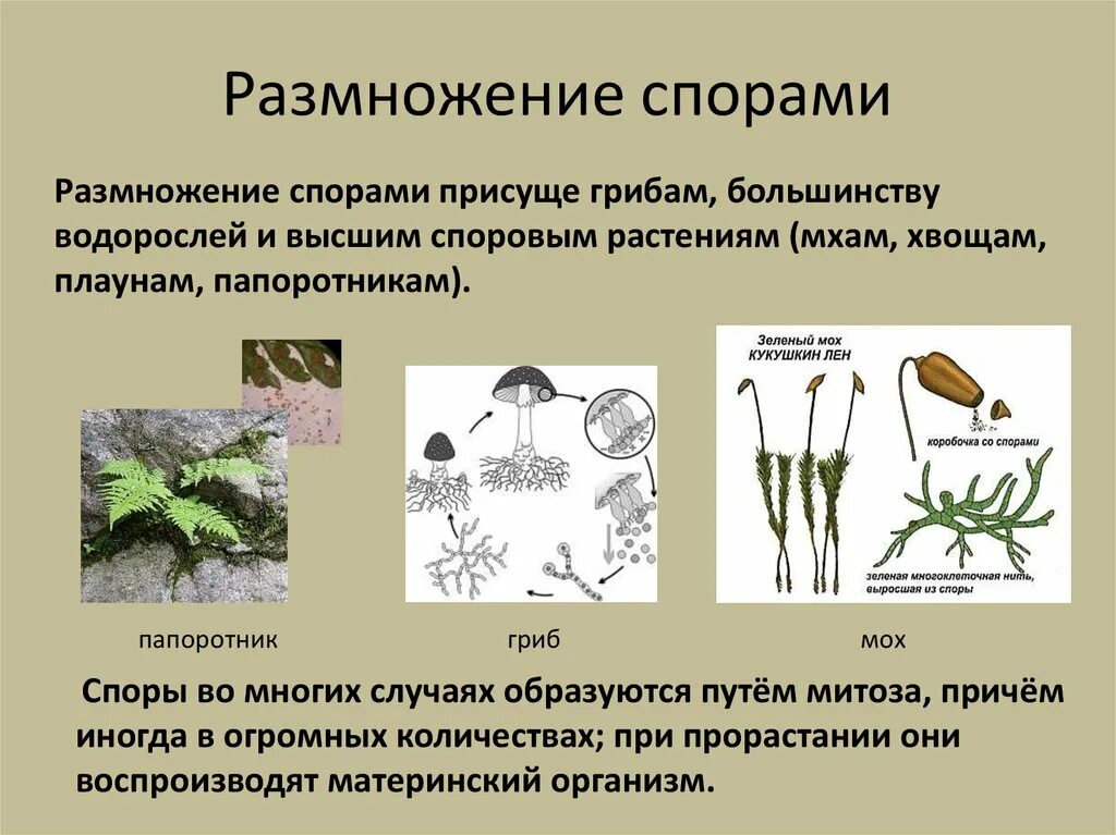 Каким видом размножается. Размножение спорами это вегетативное размножение. Вегетативное размножение растений спорами. Споровое размножение семенное размножение. Технологии вегетативного размножения спорами 5 класс.