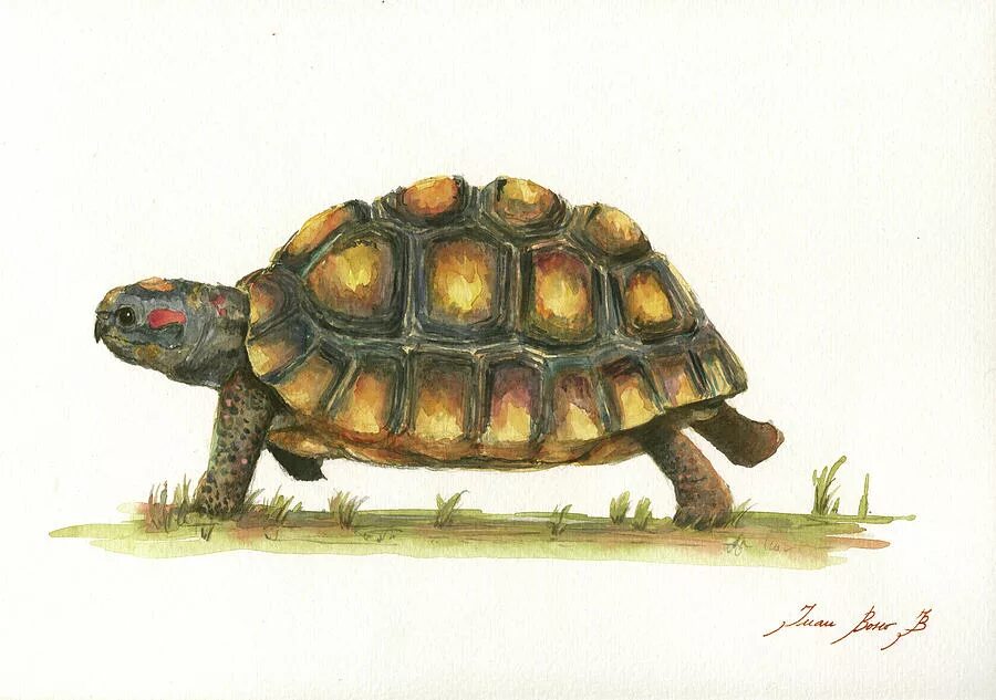 Черепахи сен Санс. Черепаха рисунок. Сухопутная черепаха акварелью. Нарисовать черепаху. Сен санс черепаха
