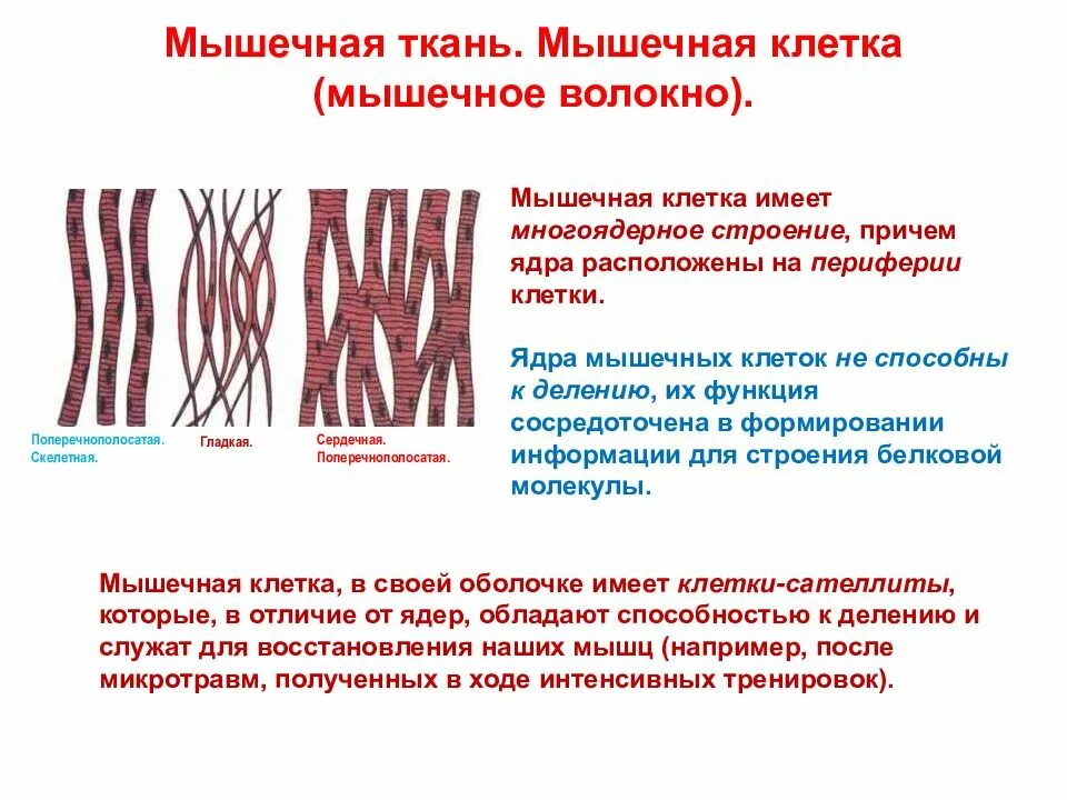 Особенности строения мышечной ткани ответ. Ткань мышечная образована многоядерными волокнами. Строение мышечной ткани и мышц. Структуры мышечной клетки. Особенности строения мышечной клетки.