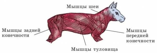 Мускулатура млекопитающих. Мышечная система млекопитающих. Мышечная система млекопитающих 7 класс. Мышечная система млекопитающих 8 класс. Мышечная система млекопитающих кратко.