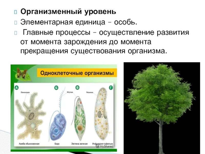 Клеточно организменный уровень организации живой