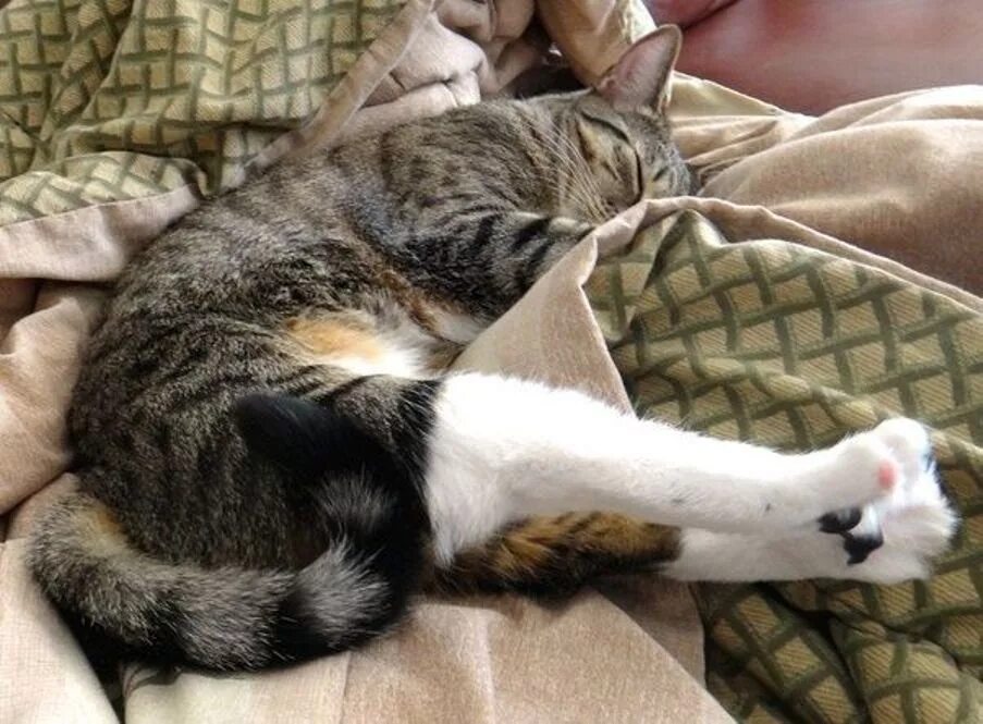 У кошки болят лапы. Спать без задних ног.