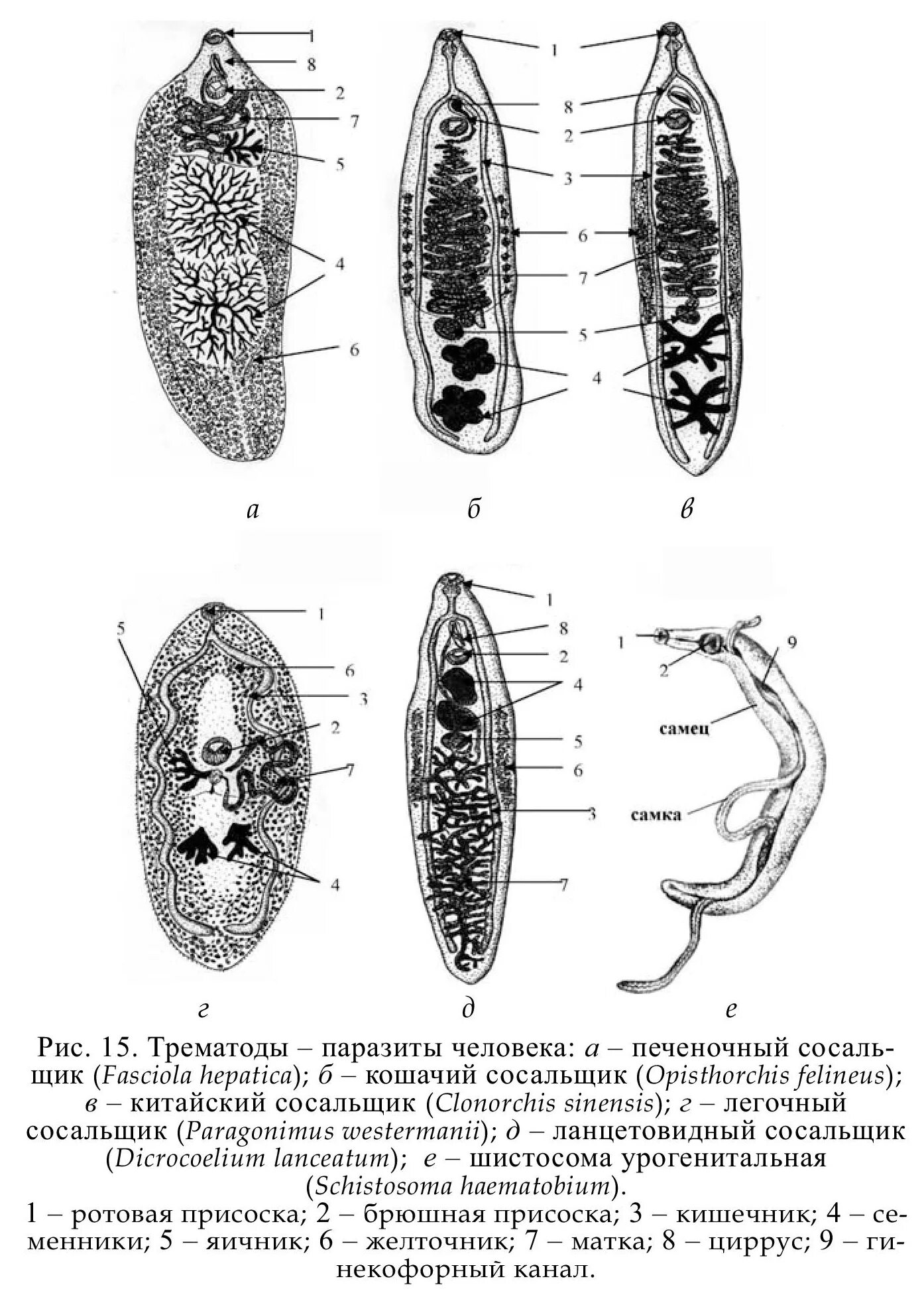 Кошачий сосальщик Тип класс. Марита Сибирского сосальщика. Китайский сосальщик строение. Ланцетовидная двуустка строение.