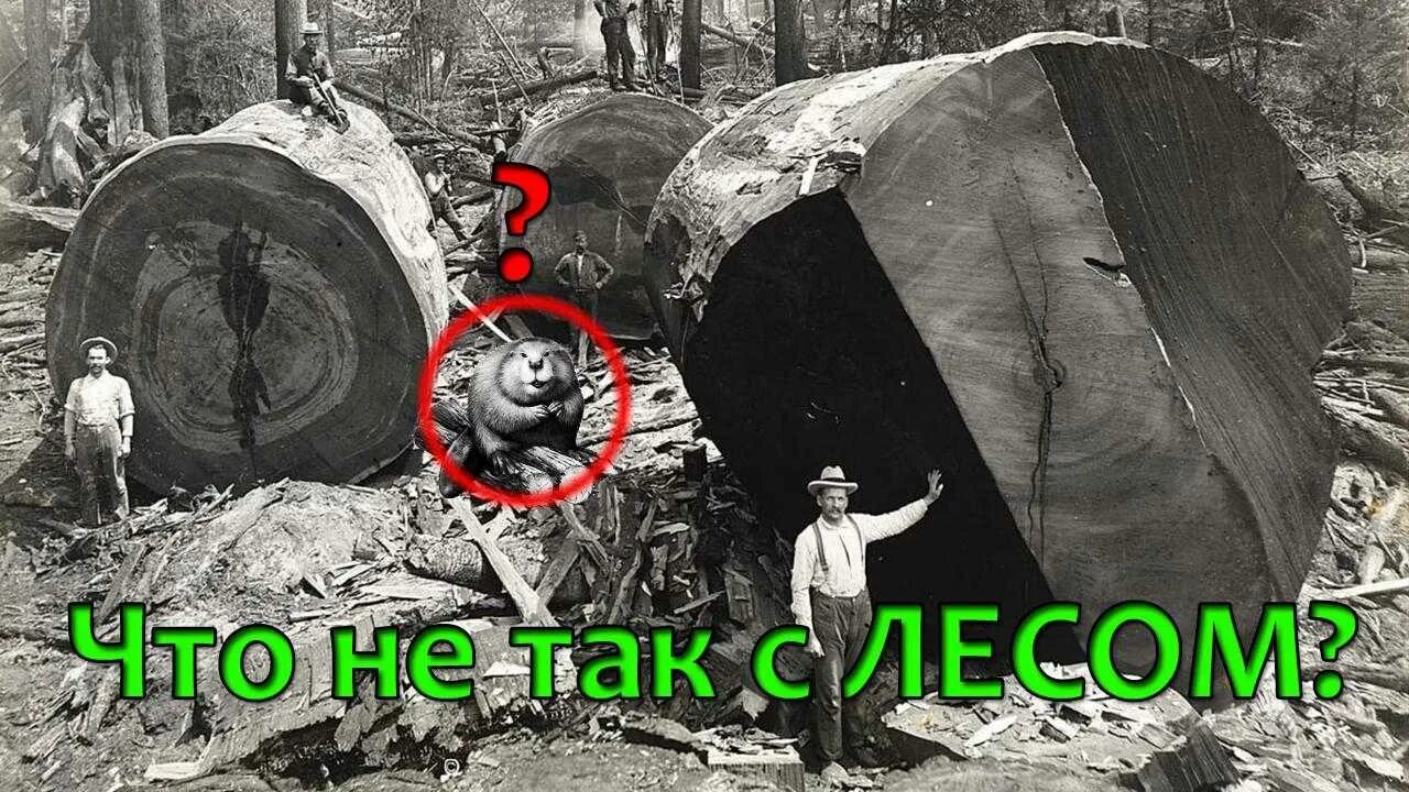 Куда деваются дерево