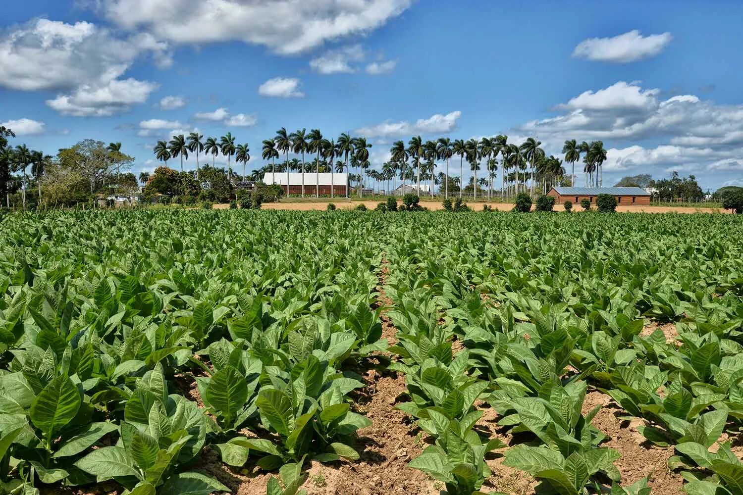 Куба плантации табака. Плантации табака в Греции. Табак Малави плантации. Плантации табака на Кубе.