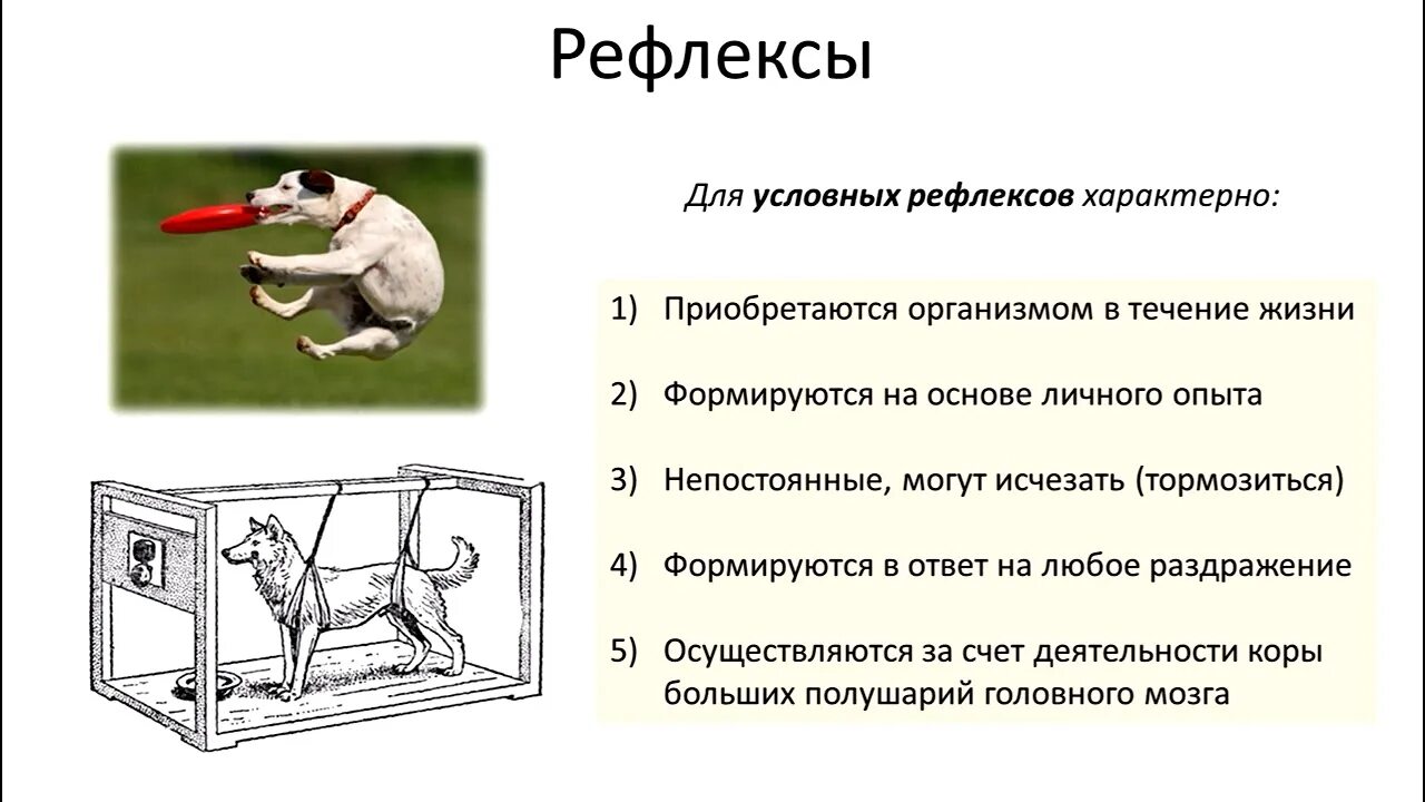 С чем связаны рефлексы у птиц. Условные и безусловные рефлексы животных. Условные рефлексы у человека. Условные рефлексы животных. Безусловные рефлексы человека.