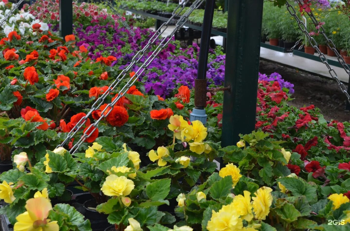 садовый остров псков неелово. зелёный остров псков неёлово. зеленый остров псков неелово каталог. зеленый остров псков неелово каталог. садовый центр зеленый остров псков неелово.