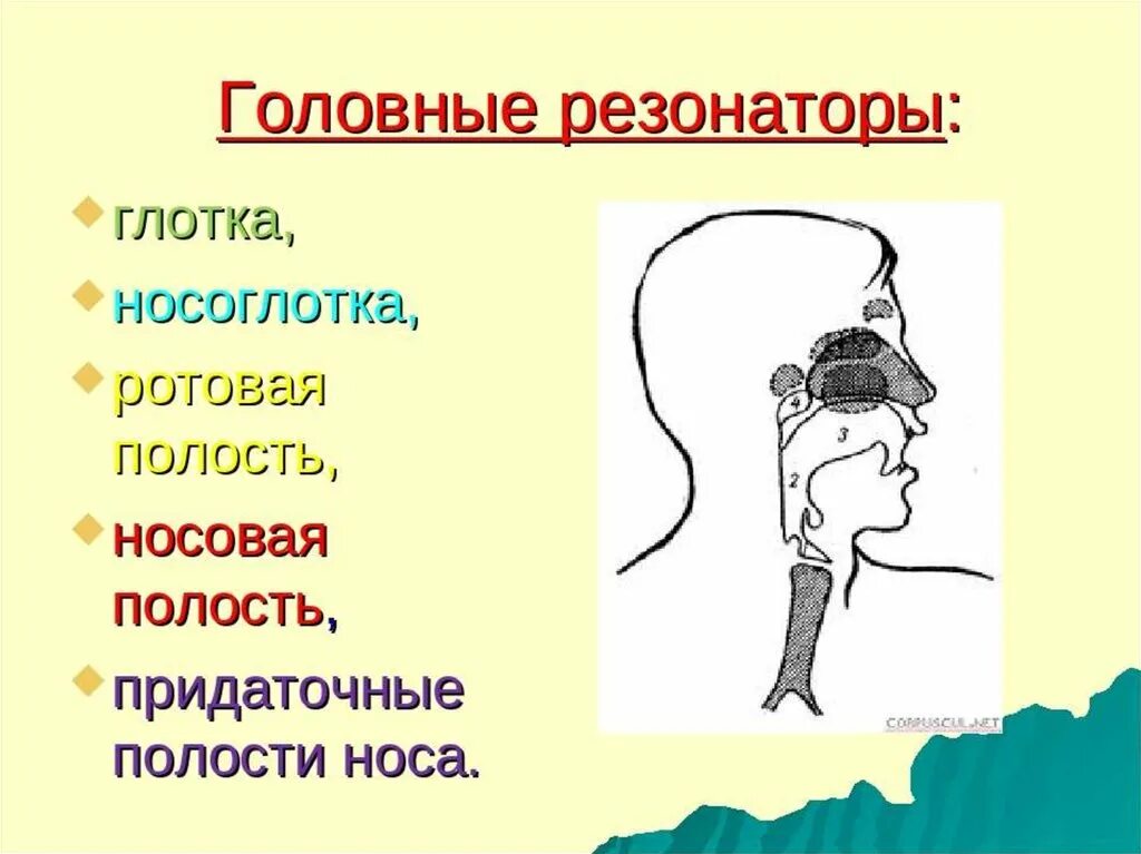 Резонаторы голосового аппарата. Резонаторные полости голосового аппарата. Головной и грудной резонаторы голосового аппарата. Верхние и нижние резонаторы голосового аппарата.