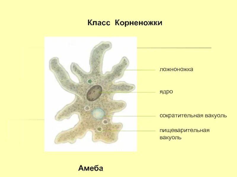 Сократительная вакуоль у амебы. Корненожки амеба. Строение амебы 7 класс биология. Строение корненожки 7 класс биология. Корненожки представители 7 класс биология.