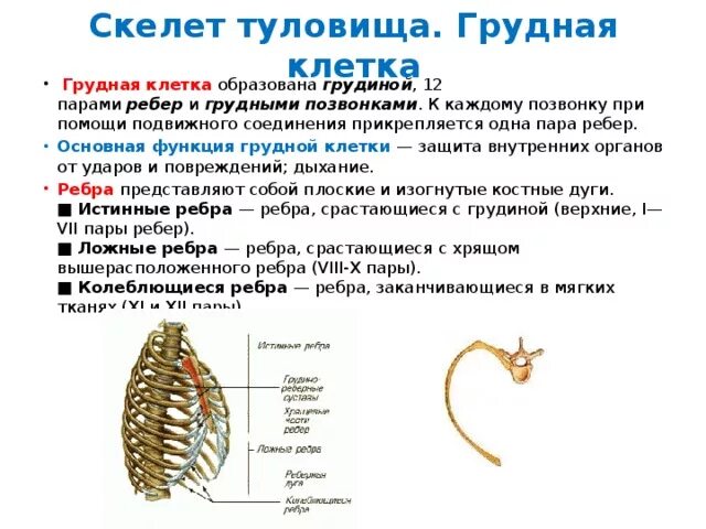 Скелет туловища:грудная клетка – топография. Строение и функции грудной клетки. Строение, функции и возрастные особенности скелета грудной клетки. Грудная клетка особенности строения и функции.