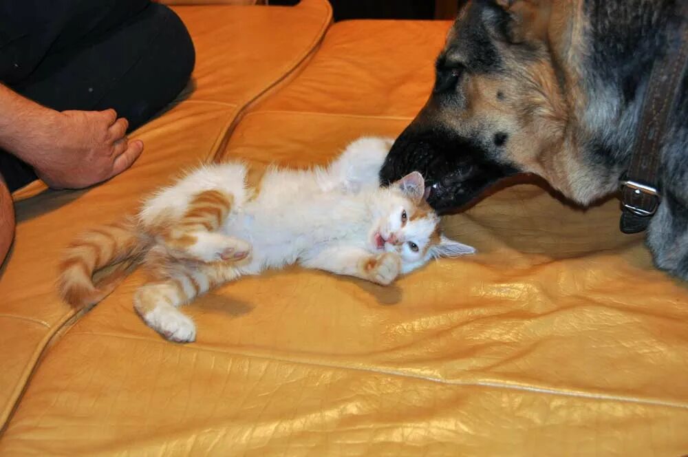 Можно ли завести второй. Кот и собака дружат. Кошка и собака в квартире. Взрослый кот и щенок. Подружить собаку с котенком.